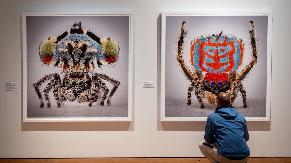 Maria Fernanda Cardoso: Spiders of Paradise