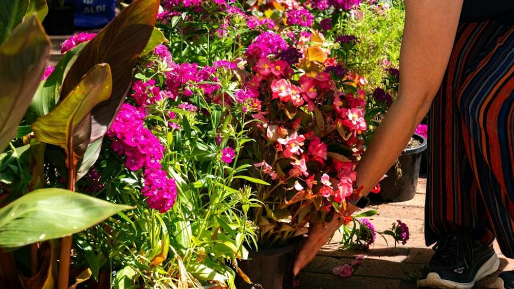 Plant Giveaway