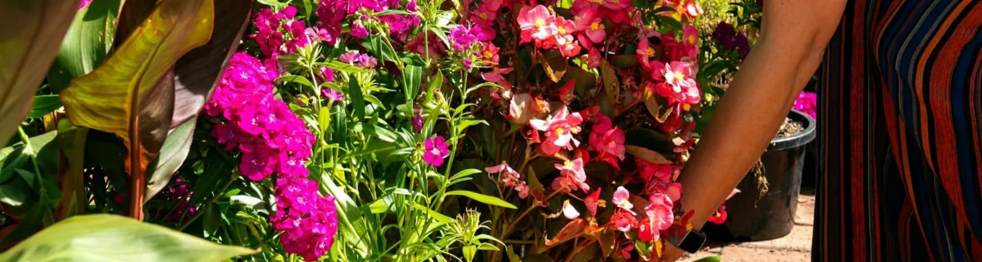 Plant Giveaway