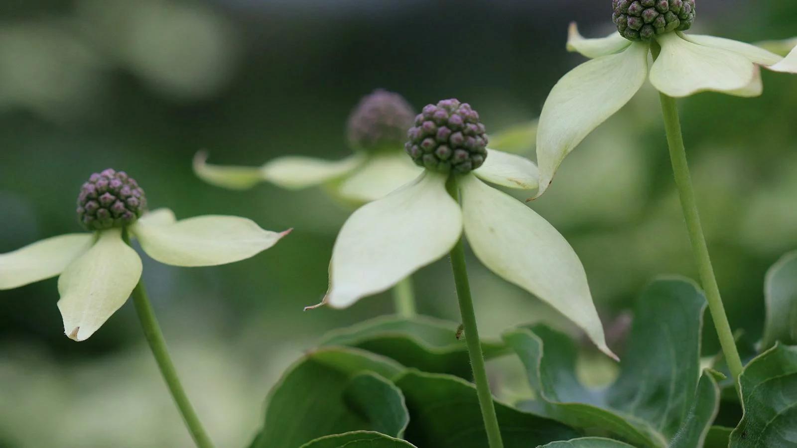 Poetry of Spring - Guided Forest Walk