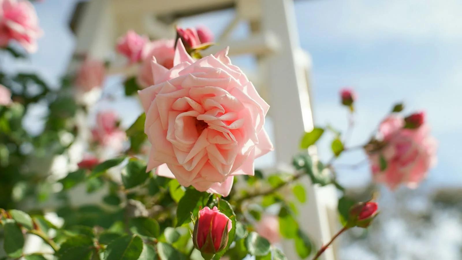 Rose Gardens Guided Tours at Old Parliament House