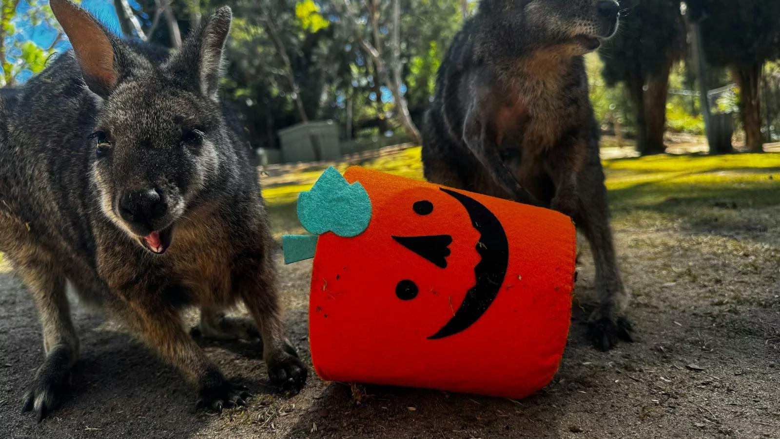 Spooktacular at the National Zoo and Aquarium